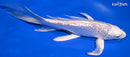 8" GINRIN PLATINUM OGON BUTTERFLY