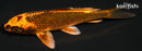 4.5" KIN ORENJI MATSUBA