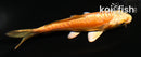 4" DOITSU ORENJI OGON