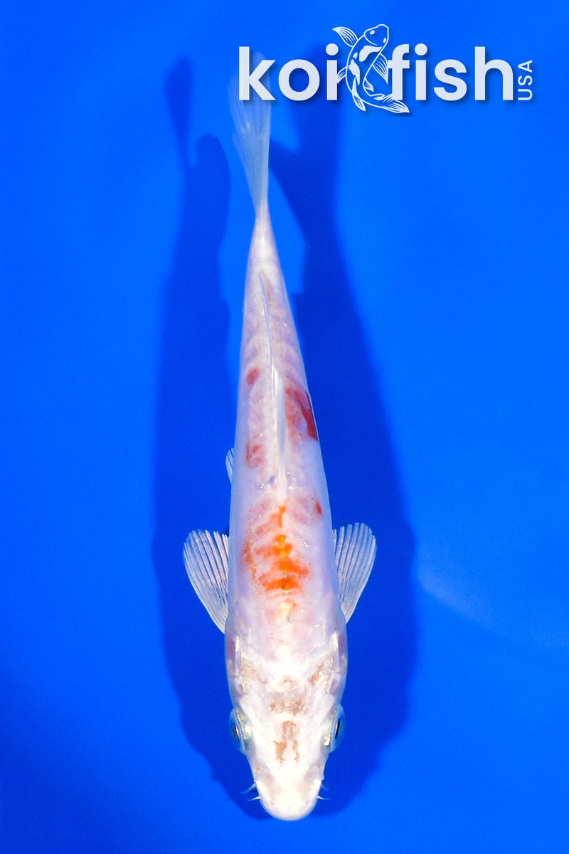 5.5" KIKUSUI