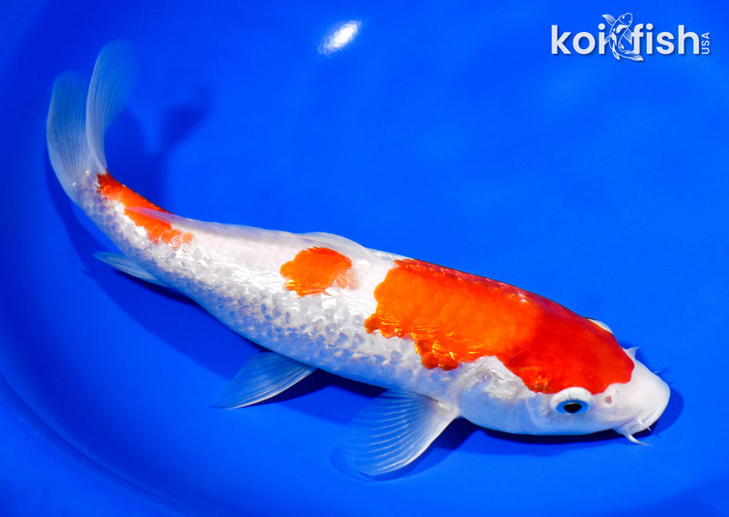 9.5" GINRIN KOHAKU