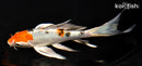 6.75" YAMATO NISHIKI BUTTERFLY