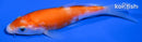 4.25" HARIWAKE