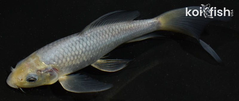 5.5" SORAGOI BUTTERFLY