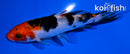 4.5" SANKE