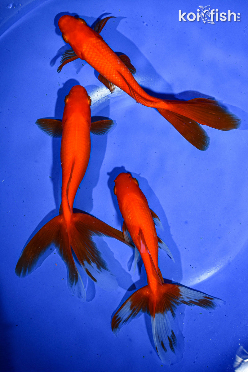 PACK OF (3) 5-6" WAKIN GOLDFISH