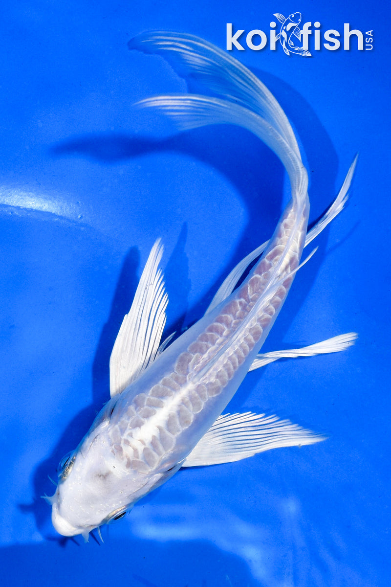 6" DOITSU PLATINUM OGON BUTTERFLY