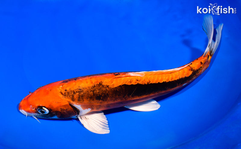 11.5" BENI KIKOKURYU