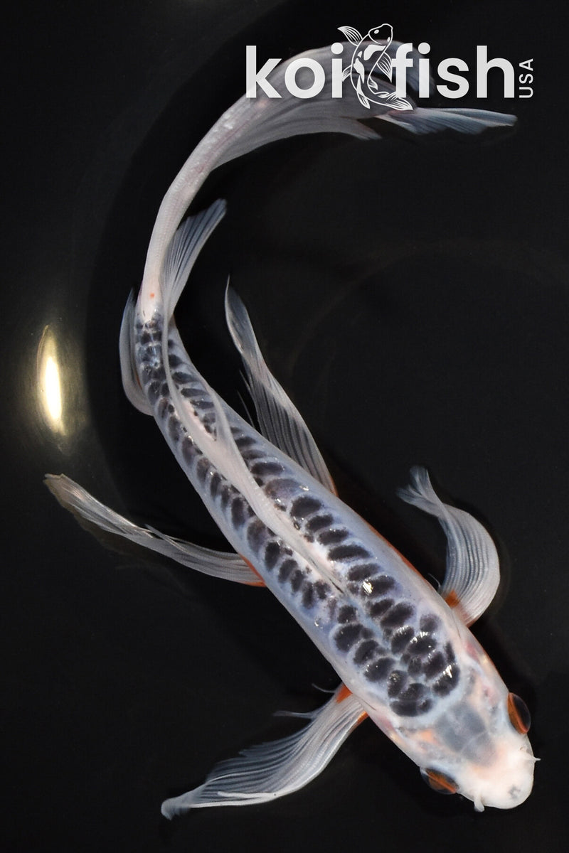 8.75" SHUSUI BUTTERFLY