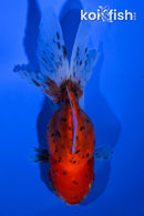 4.75" CALICO ORANDA GOLDFISH