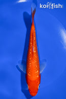 6.75" GINRIN IPPON HI KOHAKU
