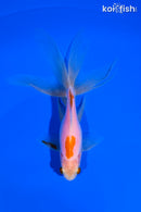 5.75" WATONAI GOLDFISH