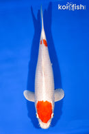 12.75" MARUTEN HARIWAKE