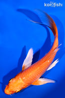 5.75" ORENJI OGON BUTTERFLY