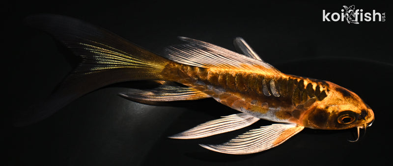 5.25" ARAGOKE BENI KIKOKURYU BUTTERFLY