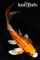 6.5" GINRIN KUJAKU BUTTERFLY