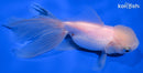 5.25" ORANDA GOLDFISH