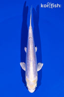 5.5" DOITSU PLATINUM OGON