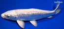 6.25" GINRIN PLATINUM OGON