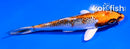 4.5" KUJAKU