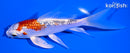 5.75" GINRIN YAMATO NISHIKI BUTTERFLY