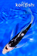 7.5" MATSUKAWABAKE BUTTERFLY