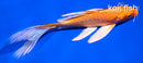 5" ORENJI OGON BUTTERFLY