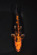 6.5" ORENJI MATSUBA