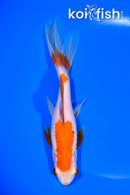 6.75" WAKIN GOLDFISH