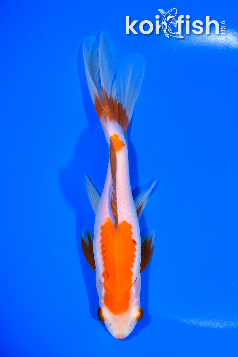 6.75" WAKIN GOLDFISH