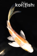 5.75" ARAGOKE LEMON HARIWAKE BUTTERFLY