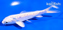 5" DOITSU PLATINUM OGON