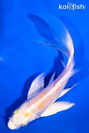 5" LEMON HARIWAKE BUTTERFLY