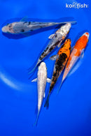 PACK OF (5) 4-4.5" STANDARD KOI