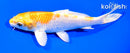 5.75" HARIWAKE
