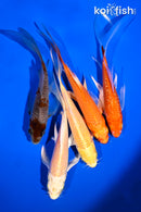 PACK OF (5) 4.5-6" BUTTERFLY KOI