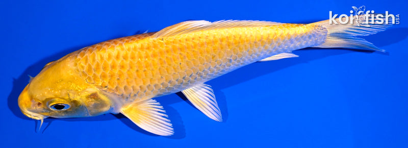 6.75" YAMABUKI OGON