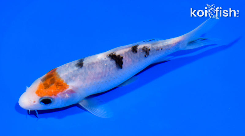 5.75" SANKE