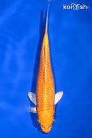 6.75" ORENJI OGON