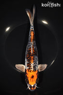 9.5" ARAGOKE BENI KIKOKURYU