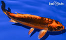 6.5" BENI KIKOKURYU