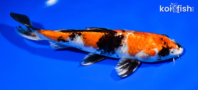 8.25" KIN SHOWA