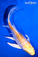 4.5" GINRIN LEMON HARIWAKE BUTTERFLY