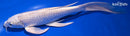 9.25" PLATINUM OGON BUTTERFLY