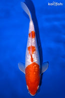 11" GINRIN KOHAKU