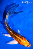 5.25" GINRIN KUJAKU BUTTERFLY