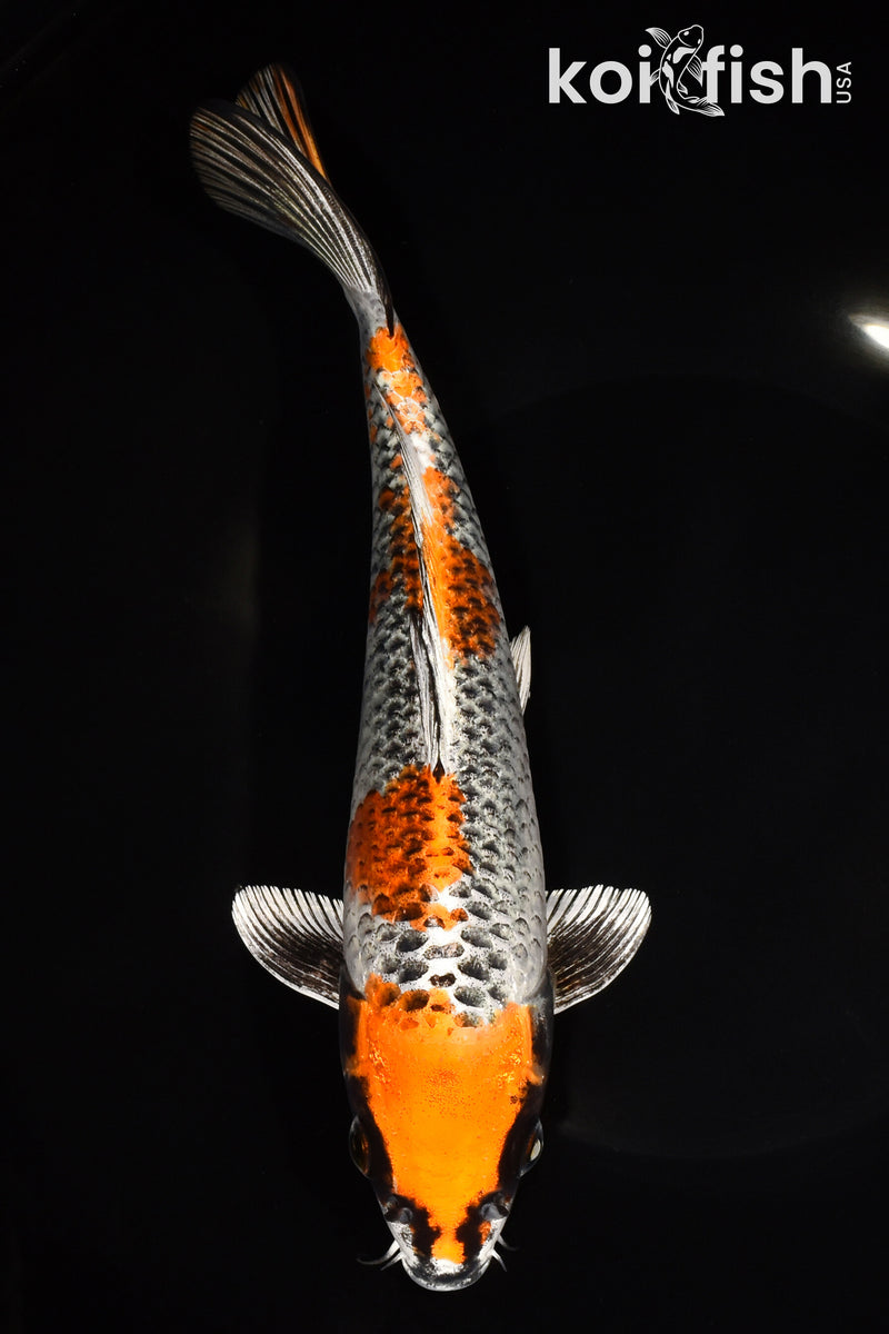 9.25" BENI GINGA