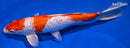 9.5" GINRIN HARIWAKE