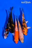 PACK OF (5) 4-5" STANDARD KOI