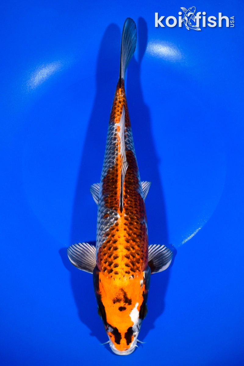 10.5" KUJAKU